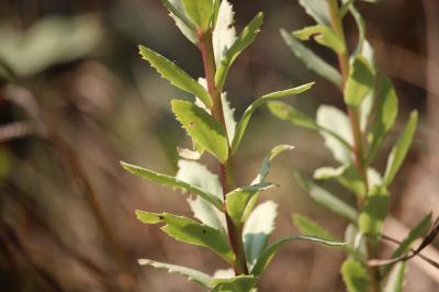 Herbe de saint Jean