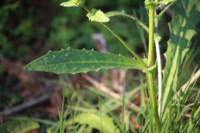 Helminthotheca echioides