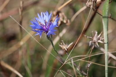 Bleuet