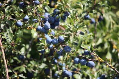 Prunus spinosa