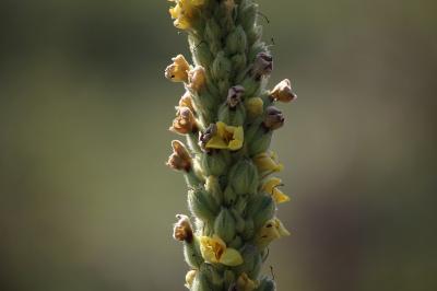 Verbascum thapsus