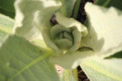 Verbascum thapsus