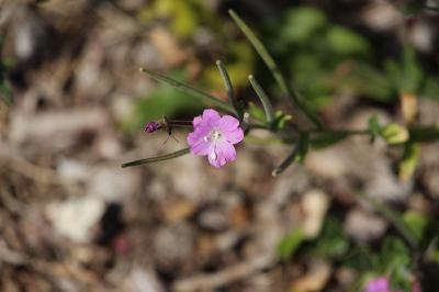 Epilobium hirsutum