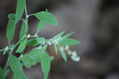 Chénopode blanc