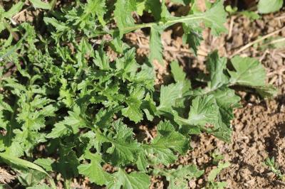 Herbe aux chantres