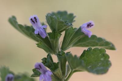 Ballota nigra