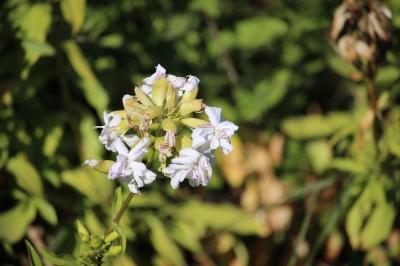 Saponaire officinale