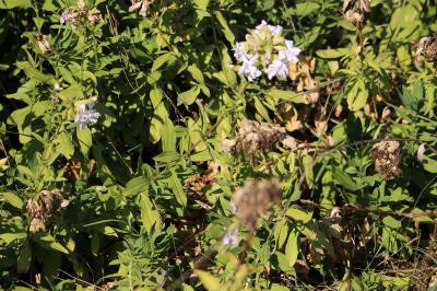 Saponaire officinale