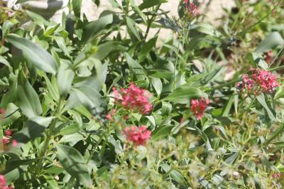Centranthe rouge