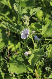 Guimauve officinale