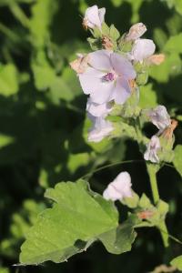 Guimauve officinale