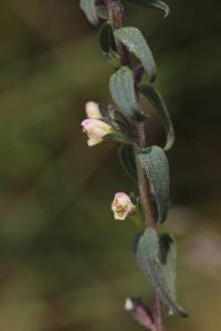 Odontite de Jaubert