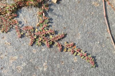 Euphorbe maculée