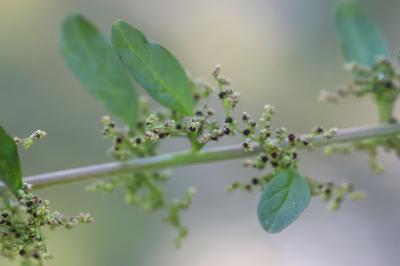 Limoine