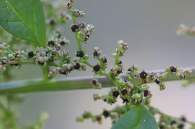 Limoine