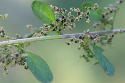 Limoine