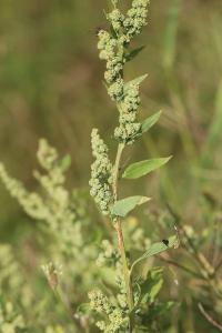 Chenopodium album