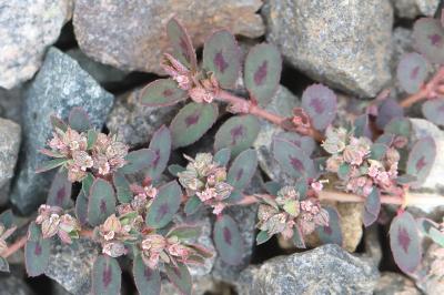 Euphorbe maculée