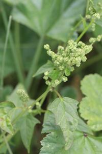 Chénopode à feuilles de Stramoine