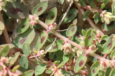 Euphorbe maculée