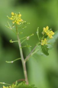Rorippe faux-cresson