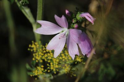 Mauve musquée