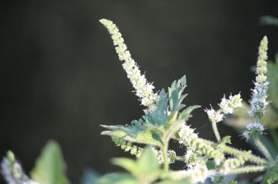 Menthe à feuilles rondes