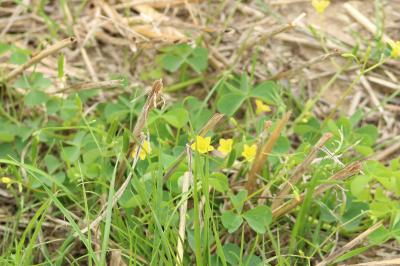 Oxalis dressé