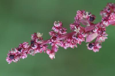 Limoine