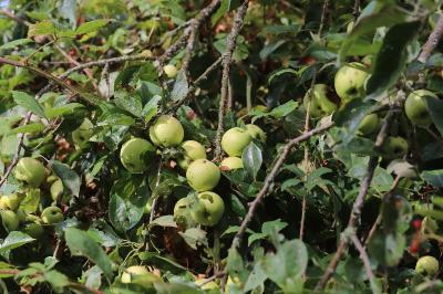 Pommier cultivé