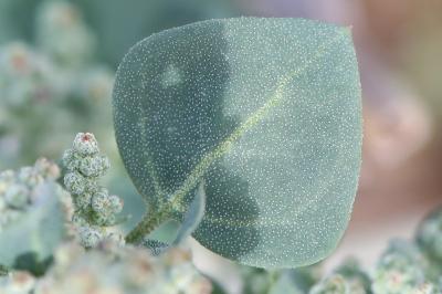 Chénopode fétide