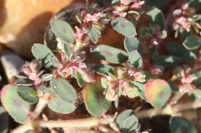 Euphorbe maculée