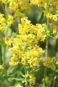 Gaillet jaune