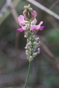 Sainfoin