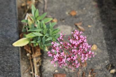 Centranthe rouge