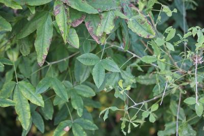 Laburnum anagyroides