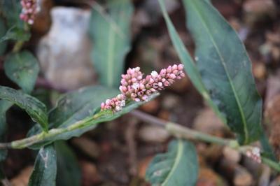 Persicaria maculosa