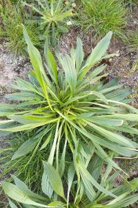 Plantain lancéolé