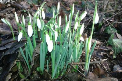 Perce-neige