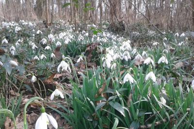 Perce-neige