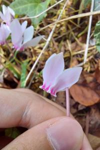<i>Cyclamen</i>