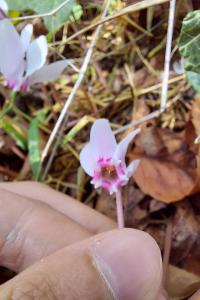<i>Cyclamen</i>