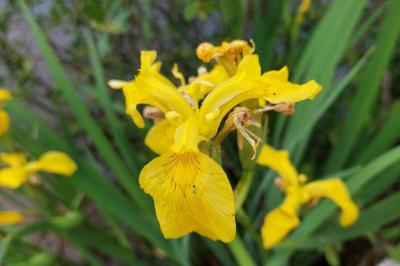 Iris faux acore