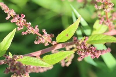 Limoine