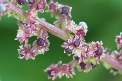 Limoine