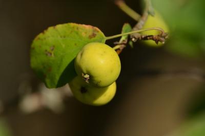 Pommier cultivé