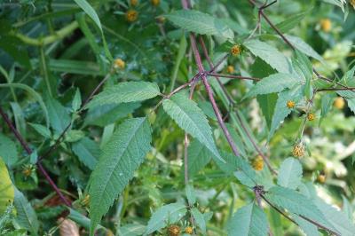 Bident trifolié