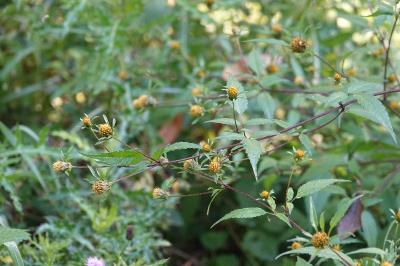 Bident trifolié