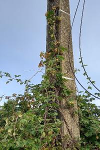 Houblon grimpant