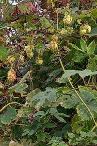 Houblon grimpant